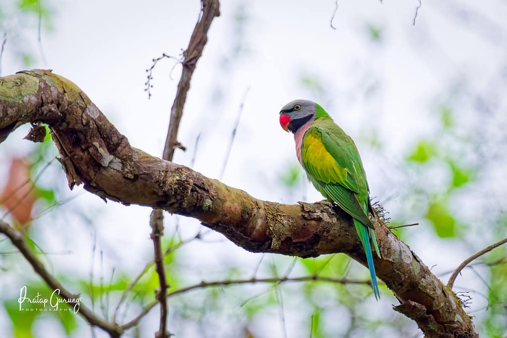 Kathmandu and Chitwan Birdwatching Tour