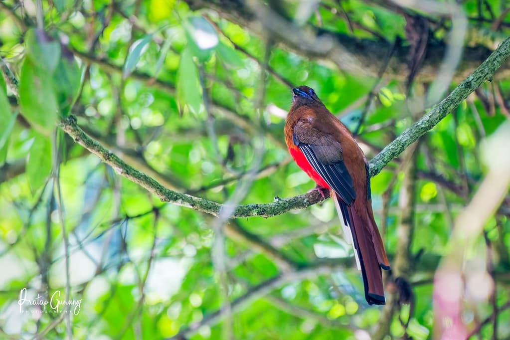 Birding around Kathmandu valley