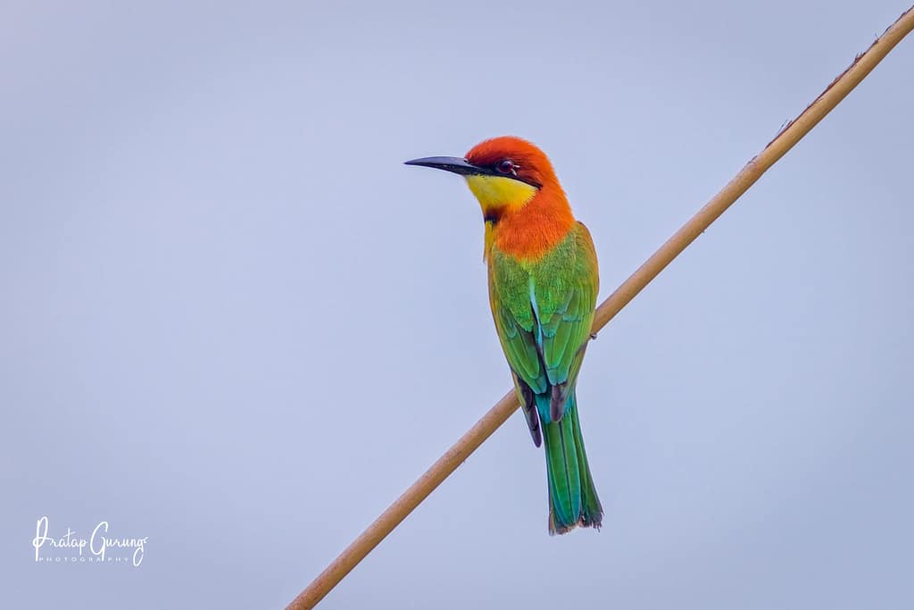 8 Days Bird Watching Tour Kathmandu Valley and Chitwan