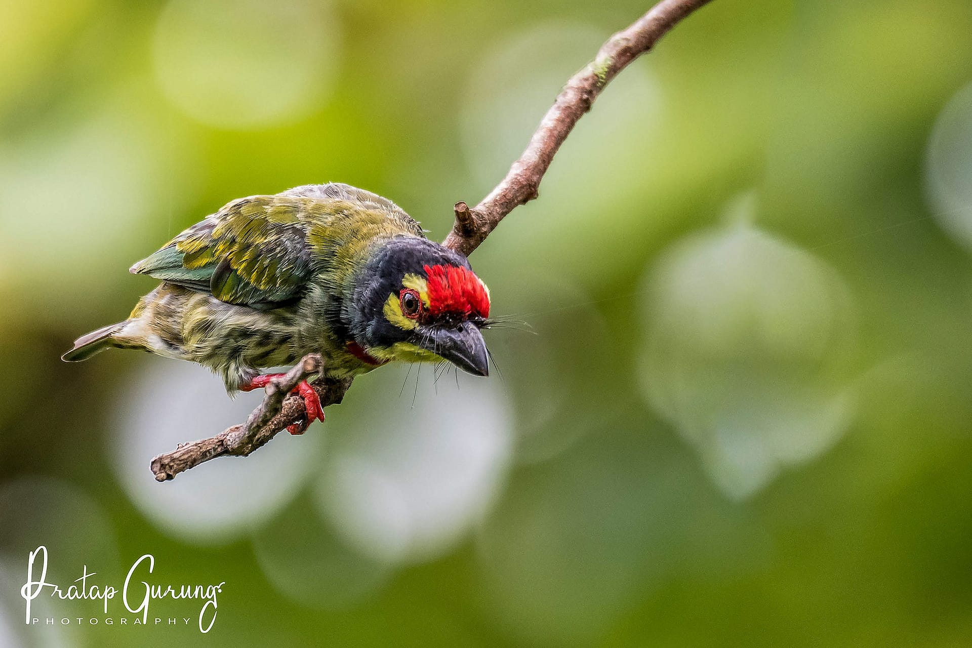 Birdwatching Around Pokhara